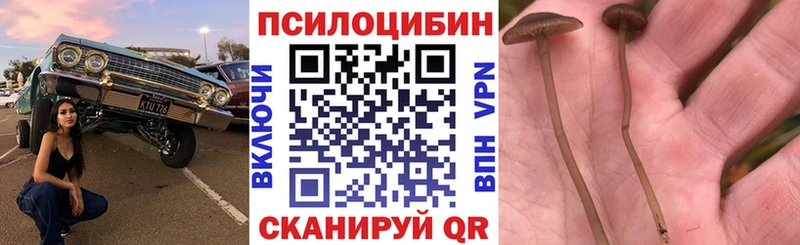 Псилоцибиновые грибы прущие грибы  mega ссылка  Сертолово  закладка 