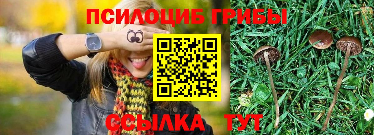 Псилоцибиновые грибы GOLDEN TEACHER Сертолово